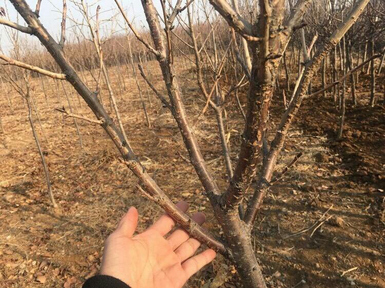 黑珍珠枣果园实景,展示果园种植环境与果实生长状态 黑珍珠枣果园实景