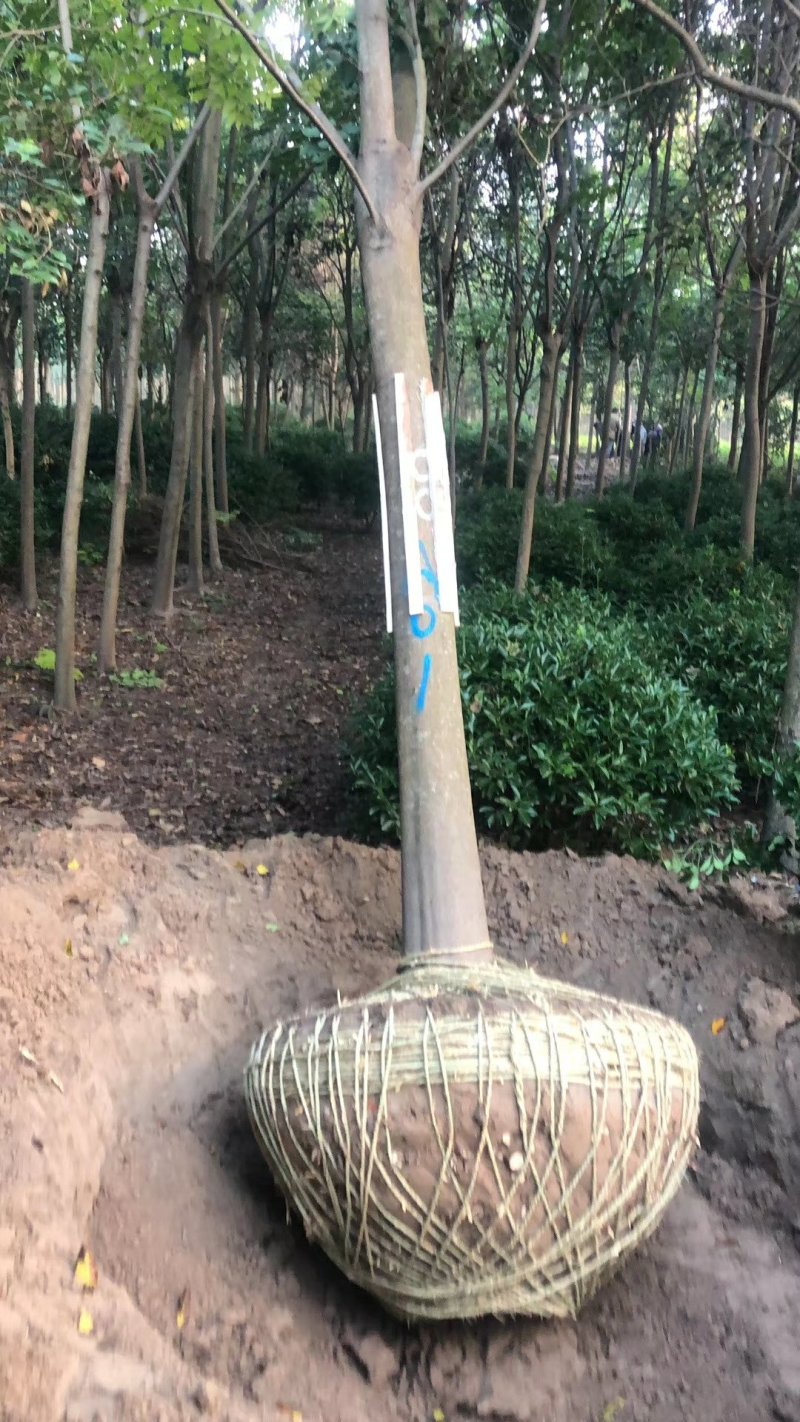 栾树批发价供应各种规格（农艺苗木）