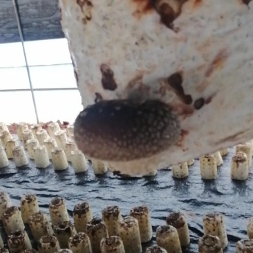 菌棒