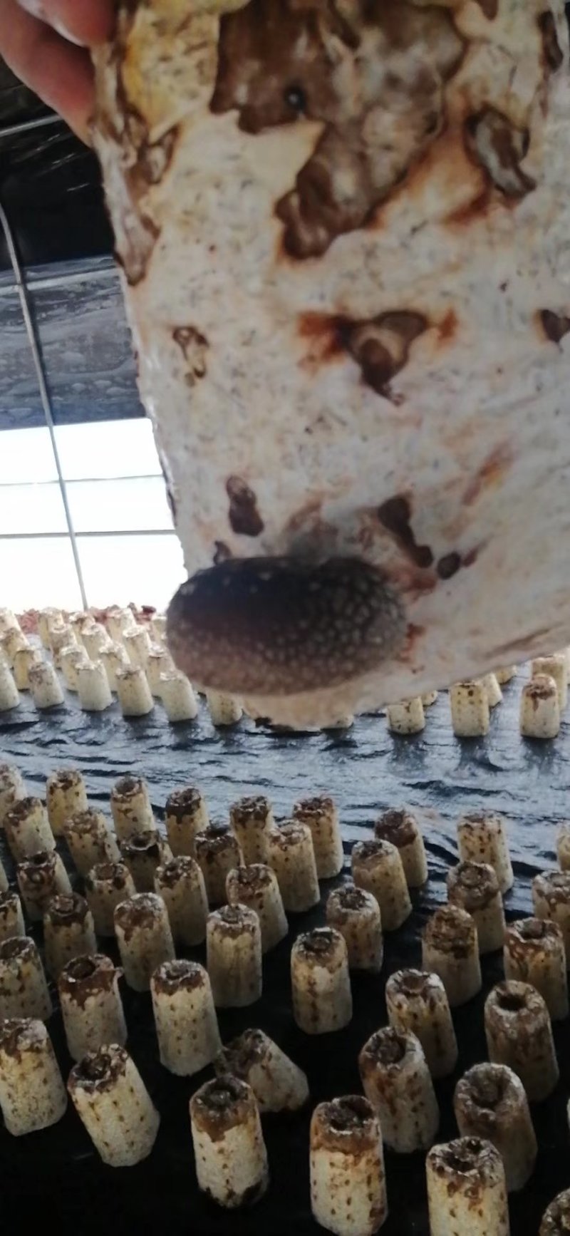 菌棒