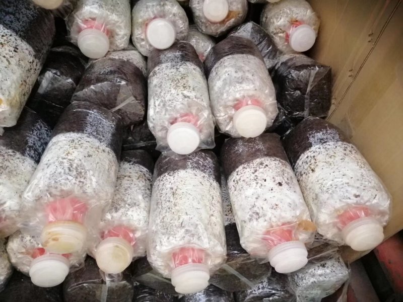 菌棒