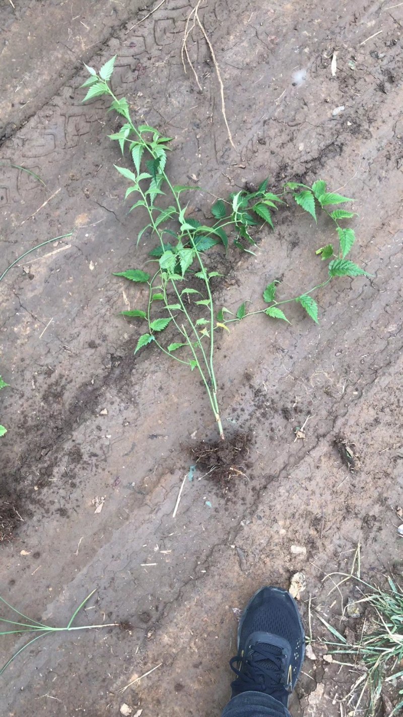 棣棠苗60高度！直销！量大供应！看苗挖苗！