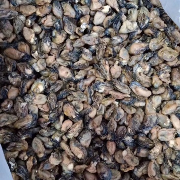 生蚝肉干，营养价值极高，炖豆腐，做汤炒着吃都特别鲜美