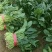 山东菠菜惠民25公分精品菠菜，实力商家