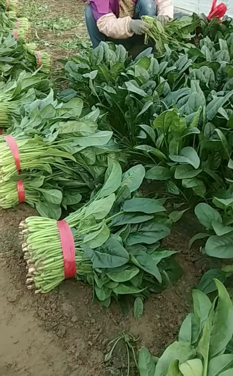 山东菠菜惠民25公分精品菠菜，实力商家