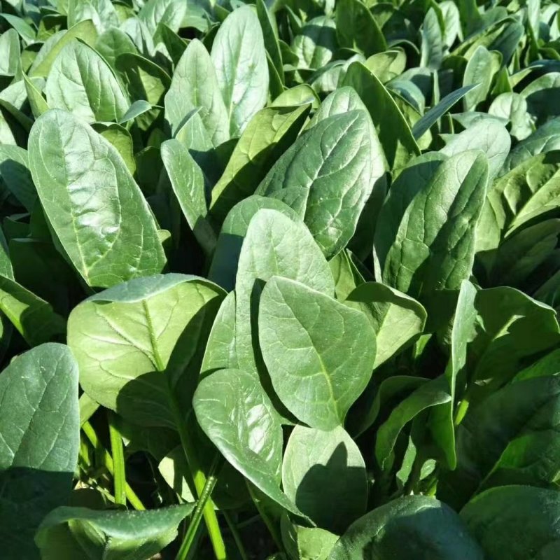 山东菠菜惠民25公分精品菠菜，实力商家