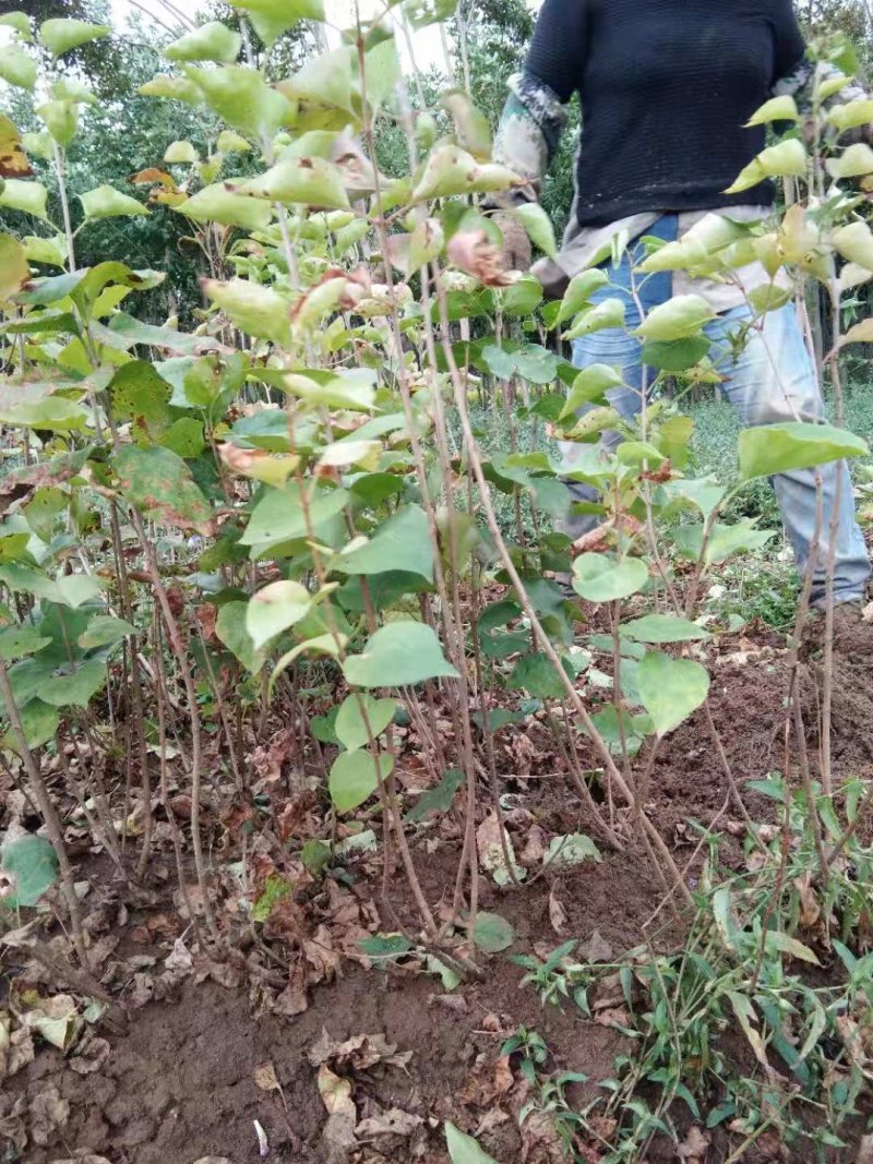 丁香苗，丁香苗基地直销。精品丁香，看苗挖苗，