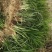 玉龙草。日本矮麦冬。量少可以快递!量大整车!叶色浓绿!