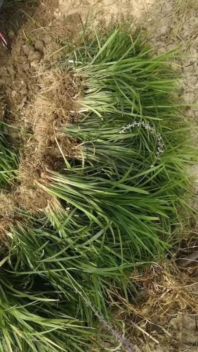 玉龙草。日本矮麦冬。量少可以快递！量大整车！叶色浓绿！