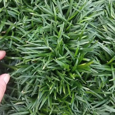 玉龙草。日本矮麦冬。量少可以快递!量大整车!叶色浓绿!