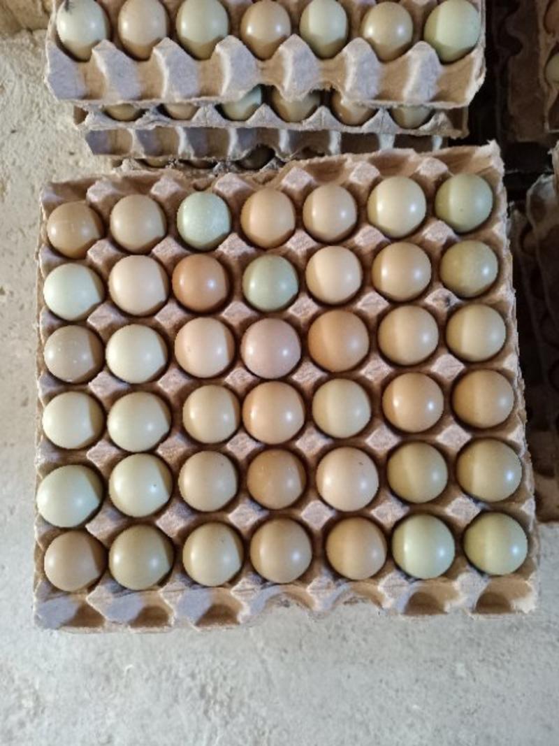 直销，济南商河野鸡蛋，营养佳品，长年大量供应。