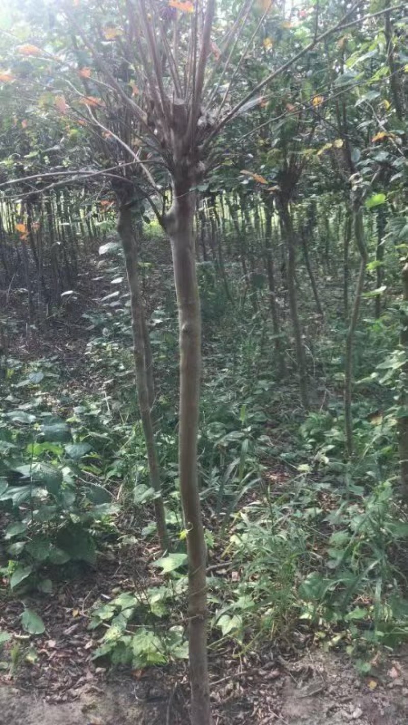 紫薇（农艺苗木）