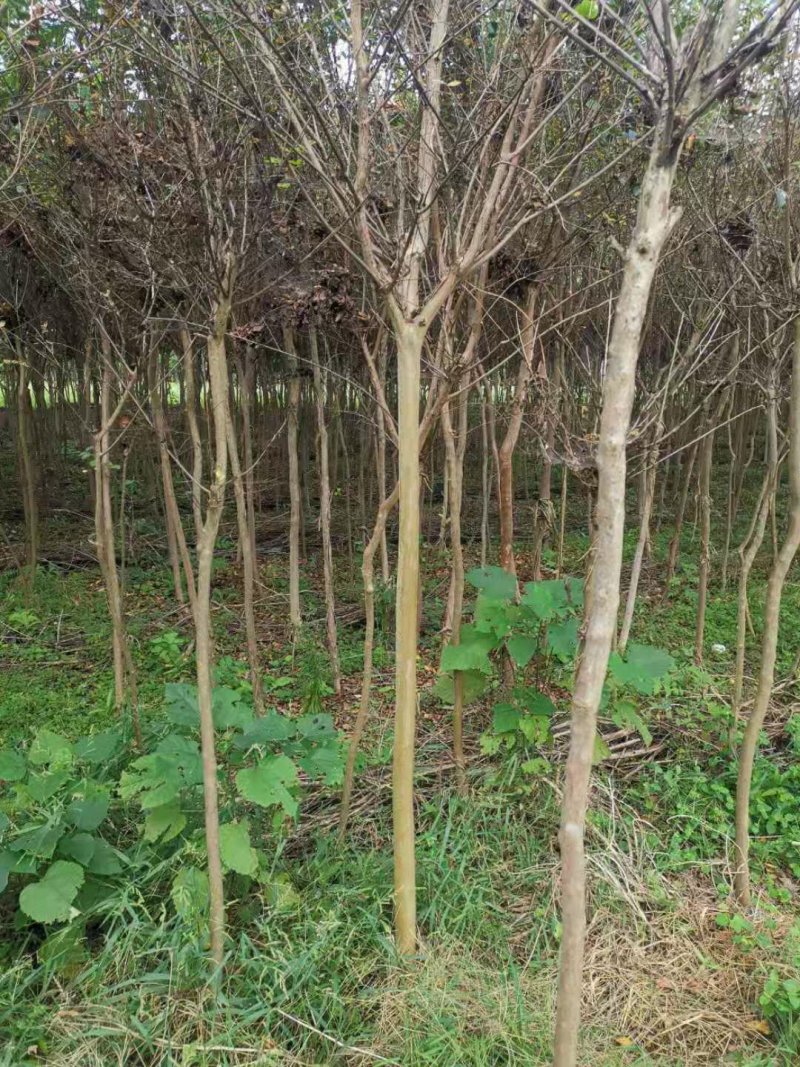 紫薇（农艺苗木）