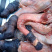 正宗新鲜驴鞭生纯驴鞭驴三宝驴宝农家生驴鞭真空河北特产驴肉
