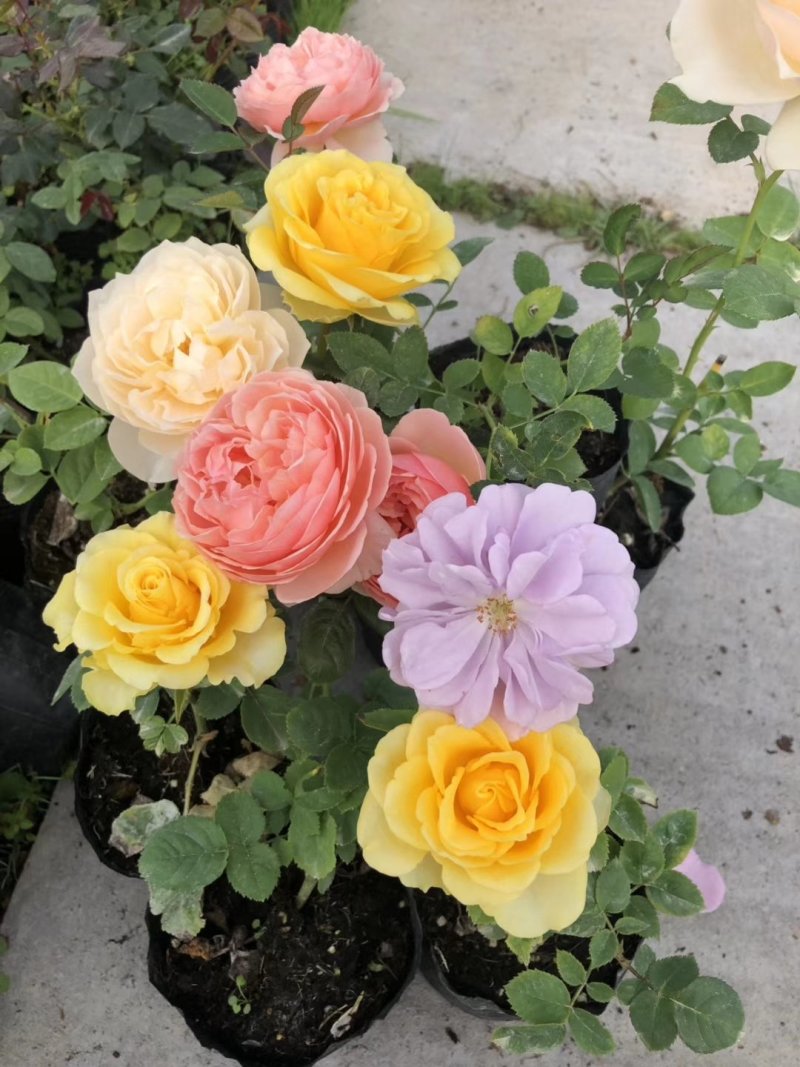 欧月。树桩月季。大田月季批发。花色齐全！当天可发货
