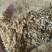 厂家供应稻壳压缩稻壳除尘稻壳散装稻壳