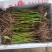 红芽香椿苗香椿苗菜椿苗100株起发货包邮