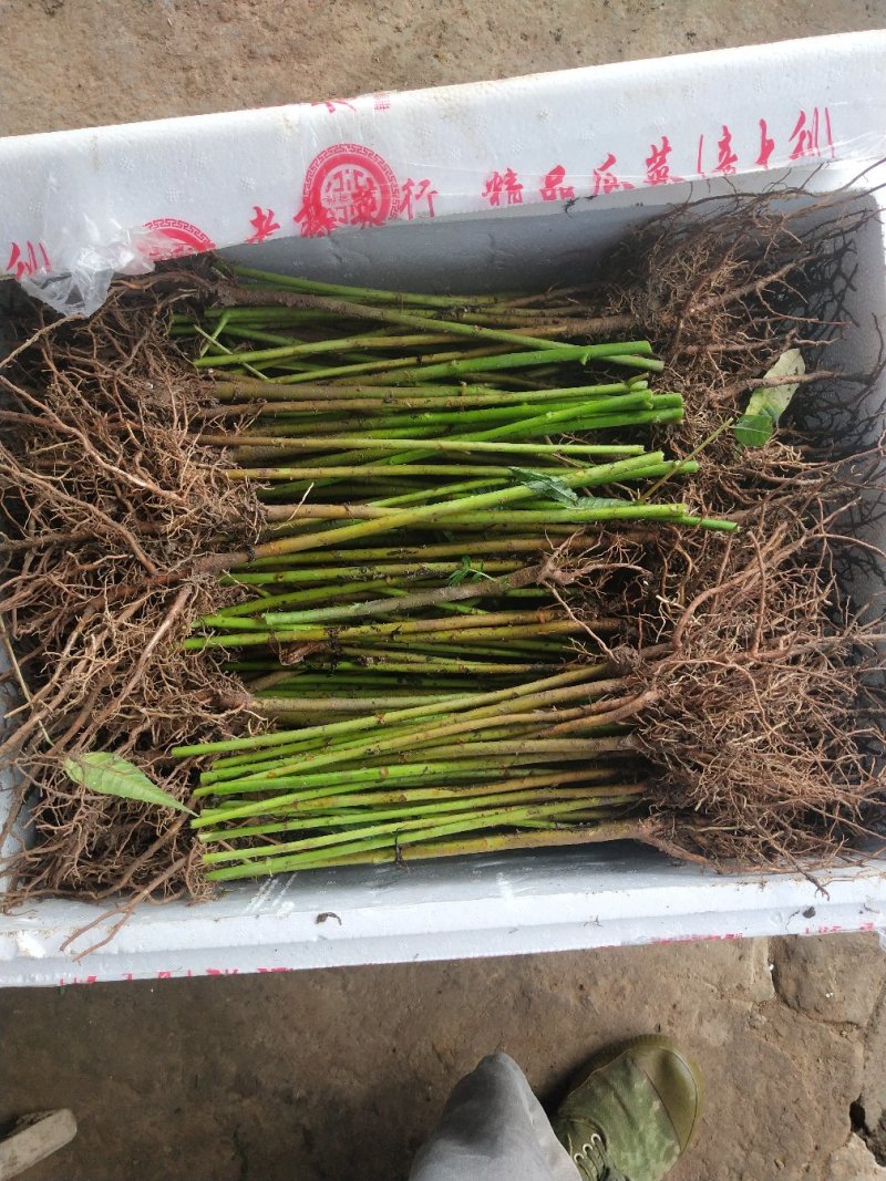 红芽香椿苗香椿苗菜椿苗100株起发货包邮