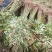 红芽香椿苗香椿苗菜椿苗100株起发货包邮