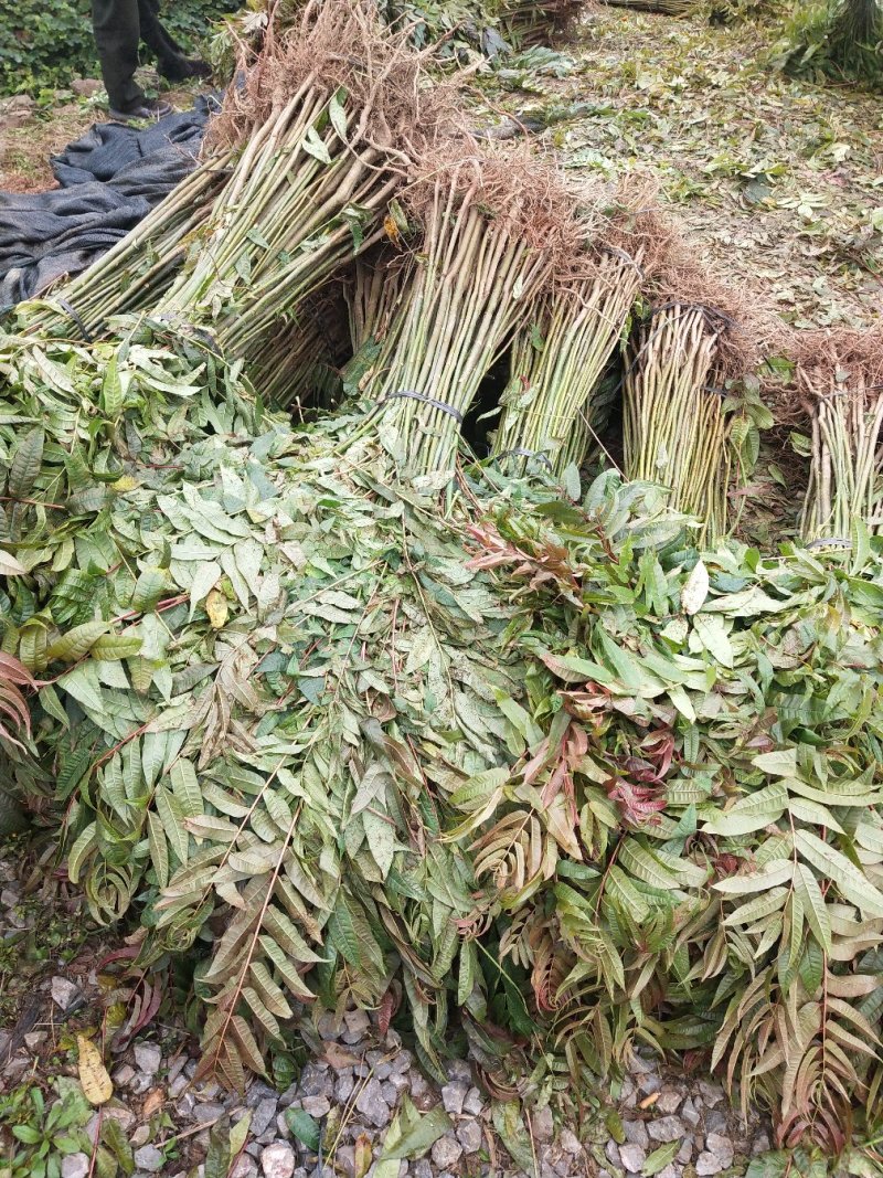 红芽香椿苗香椿苗菜椿苗100株起发货包邮