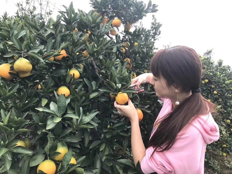 蜜橘椪柑脐橙鲜果之乡欢迎您参观考察咨询订购