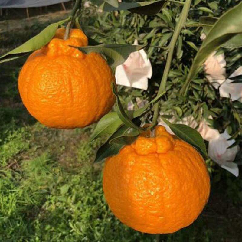 蜜橘椪柑脐橙鲜果之乡欢迎您参观考察咨询订购