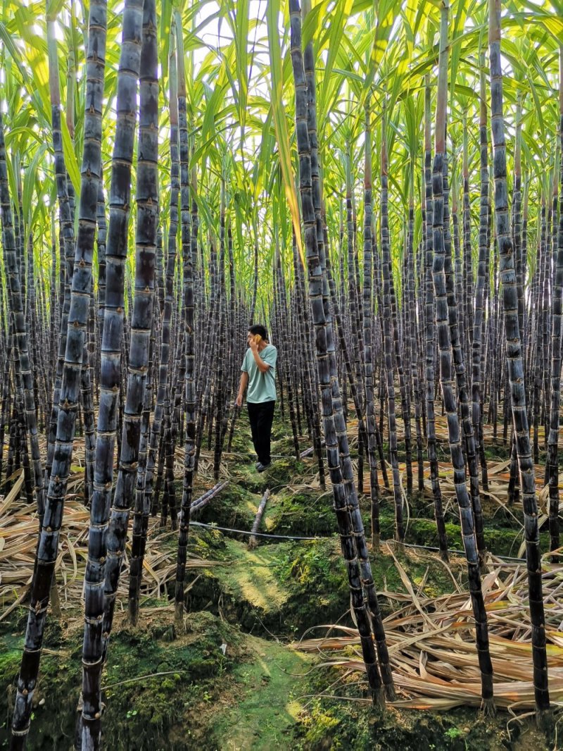 🔥热销中🔥广西黑皮甘蔗，产地直销批发，诚信经营。