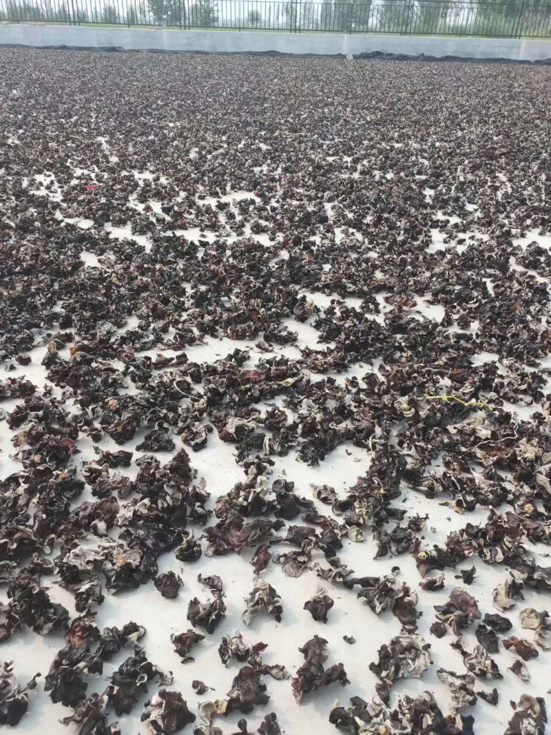 水洗毛木耳，无加工，跑地摊展销的货，关注咨询