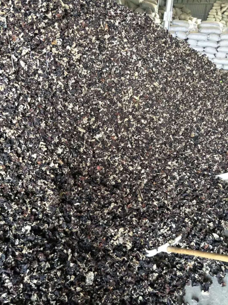 水洗毛木耳，无加工，跑地摊展销的货，关注咨询