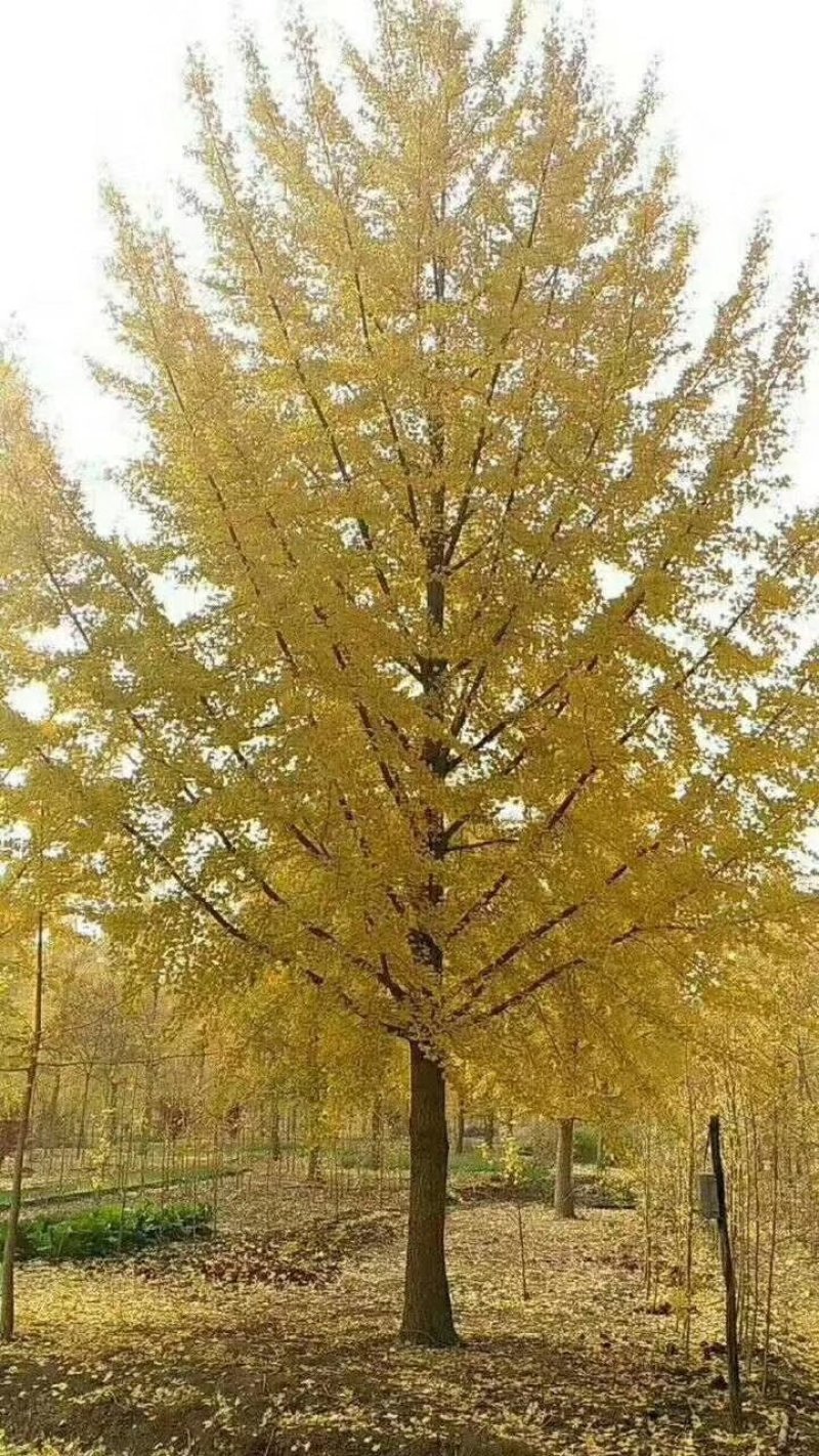 银杏大量供应（农艺苗木）
