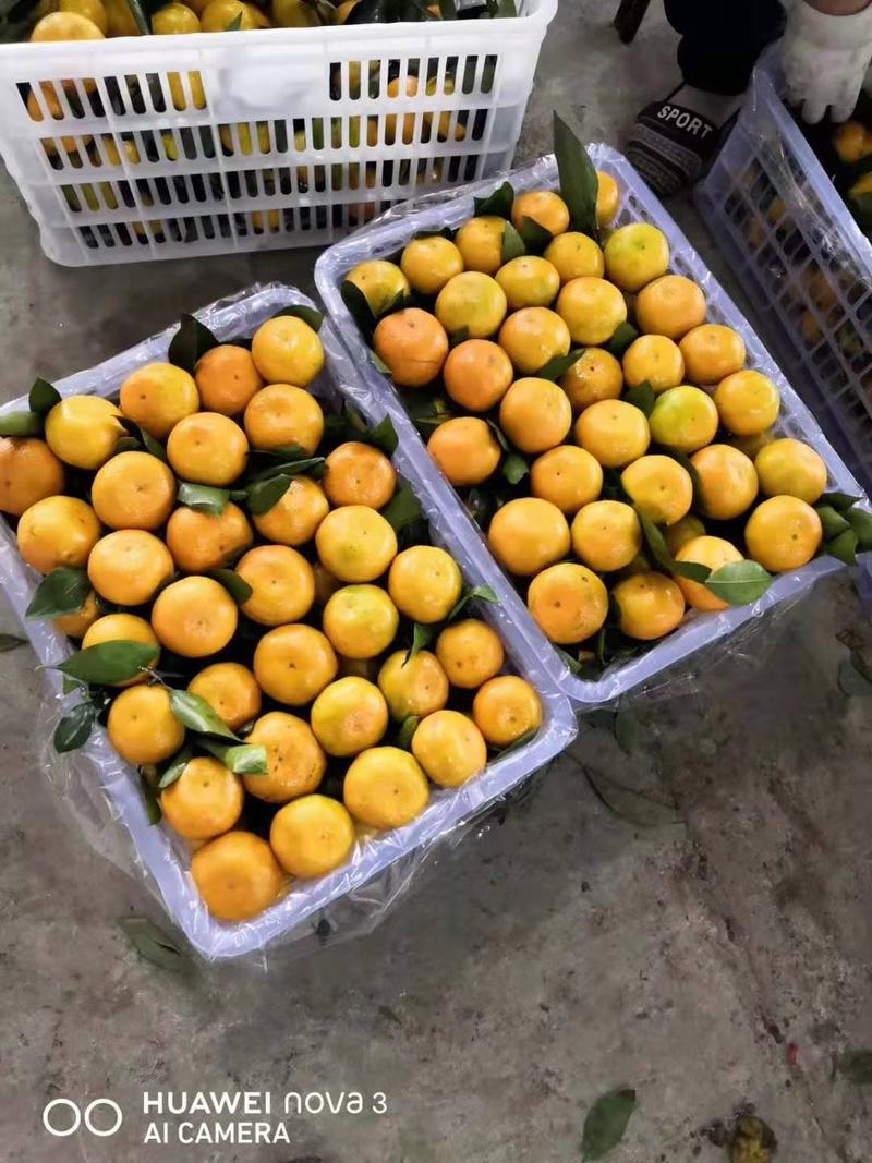 湖北大石门蜜橘大量上市产地一手货欢迎订购