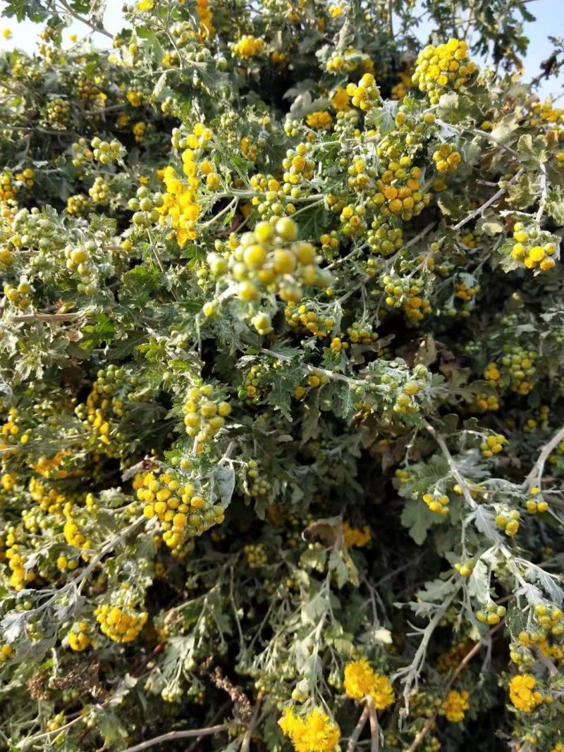 野菊花野菊花