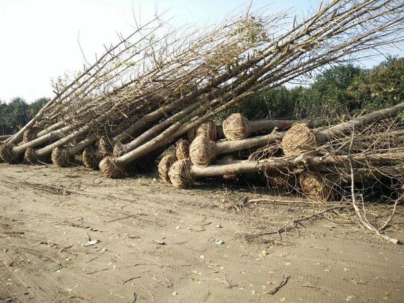银杏大量供应（农艺苗木）
