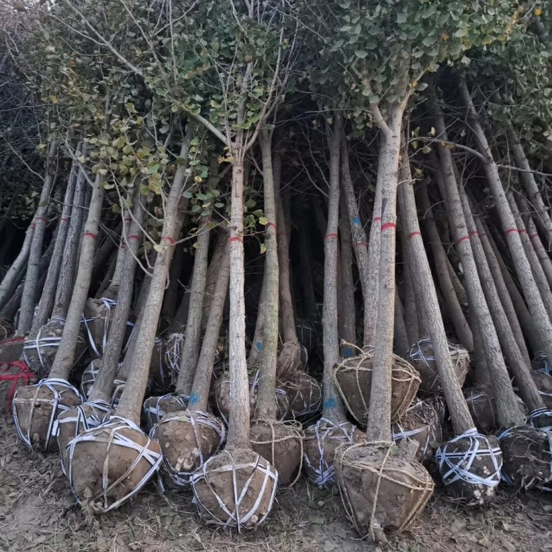 银杏大量供应（农艺苗木）