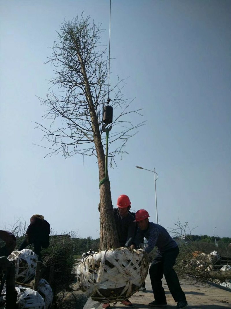 水杉中山杉等杉树批发