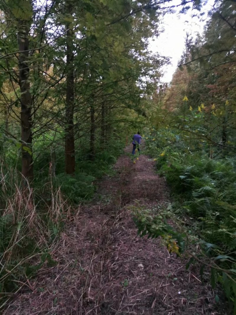 水杉中山杉等杉树批发