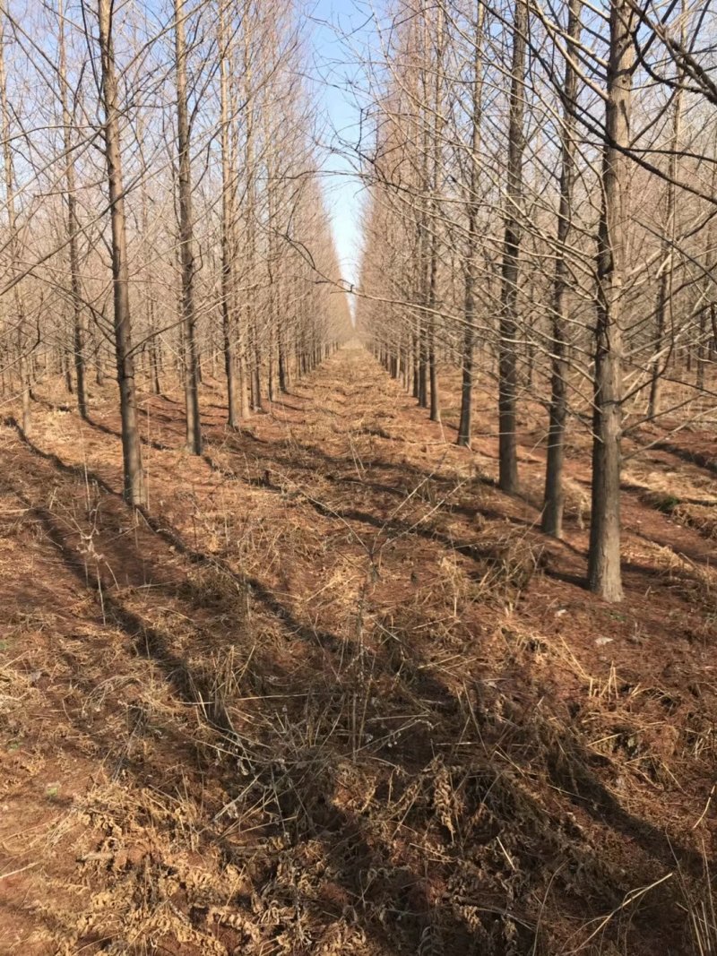 水杉中山杉等杉树批发