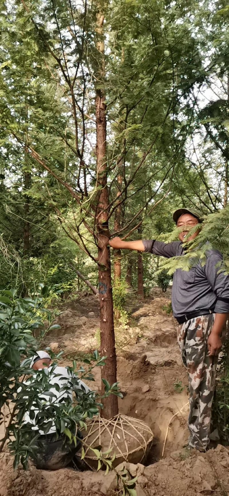水杉中山杉等杉树批发