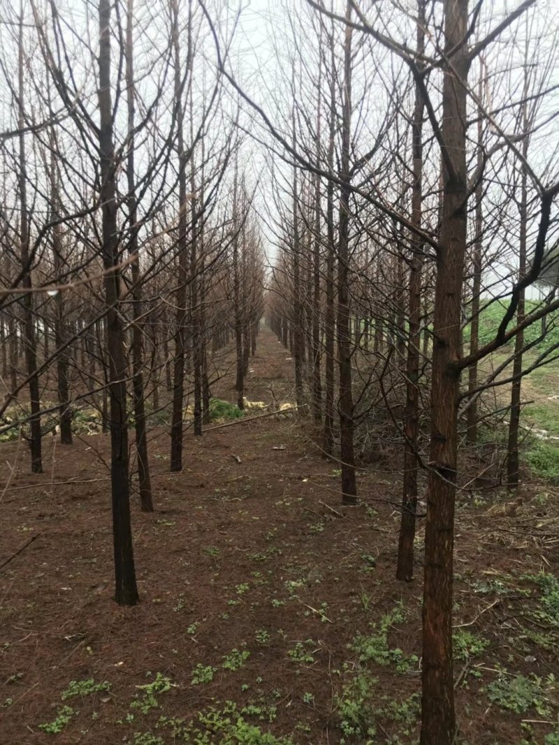 水杉中山杉等杉树批发