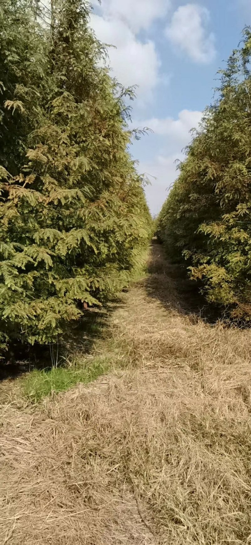 水杉中山杉等杉树批发