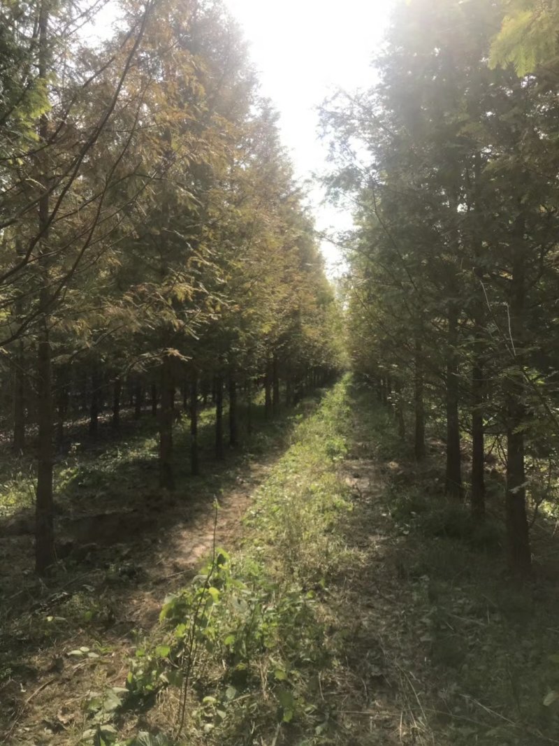 水杉中山杉等杉树批发