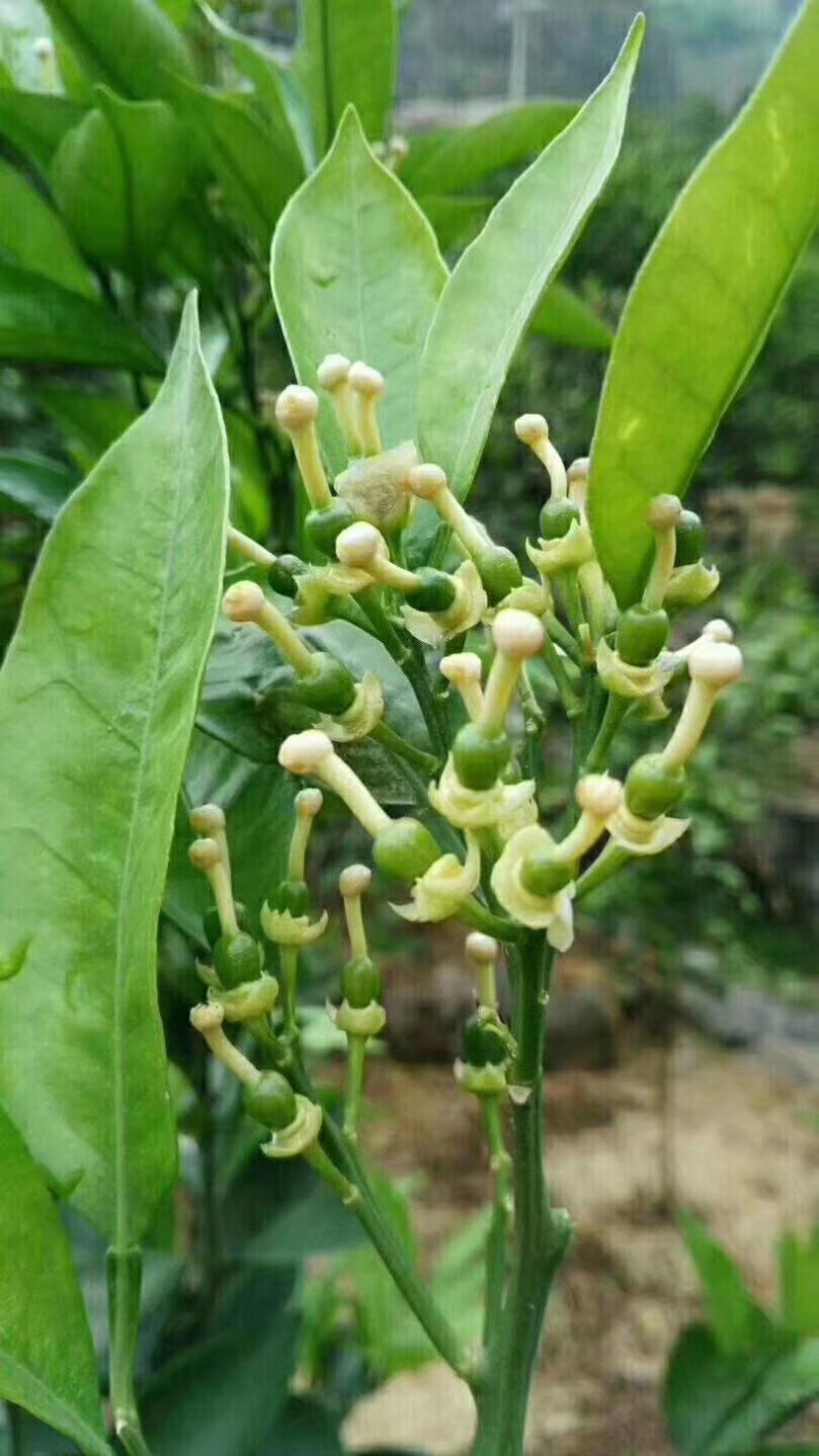雷波脐橙