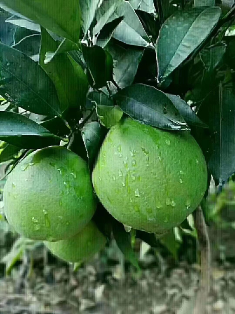 雷波脐橙