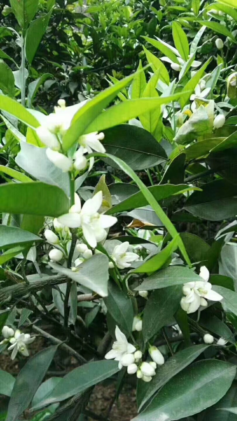 雷波脐橙