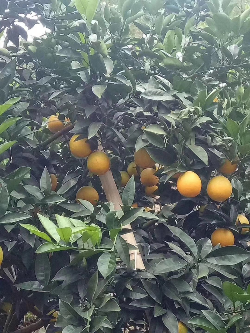 雷波脐橙