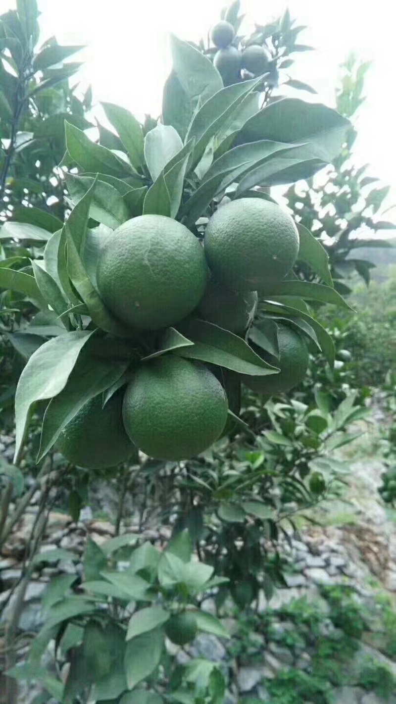 雷波脐橙