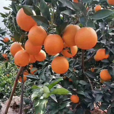 雷波脐橙