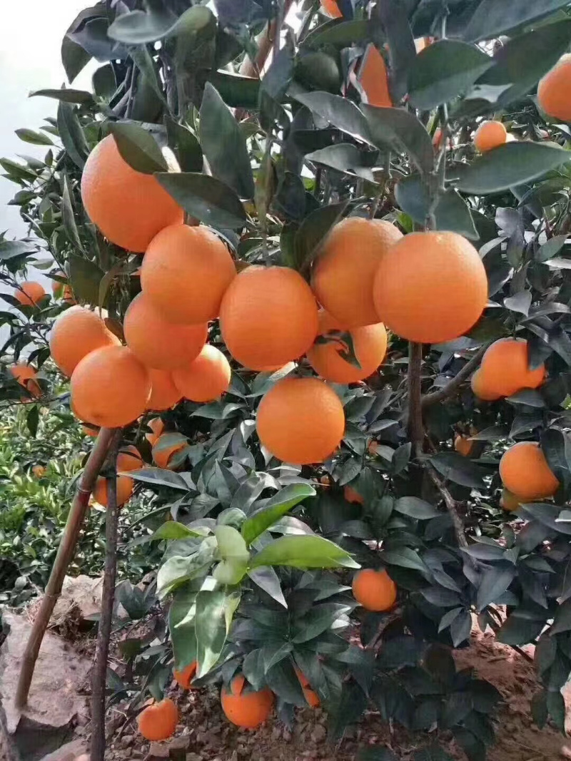 雷波脐橙