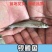 银鳕鱼大鳞鲃鱼场直供保证品质可送货上门量大从优