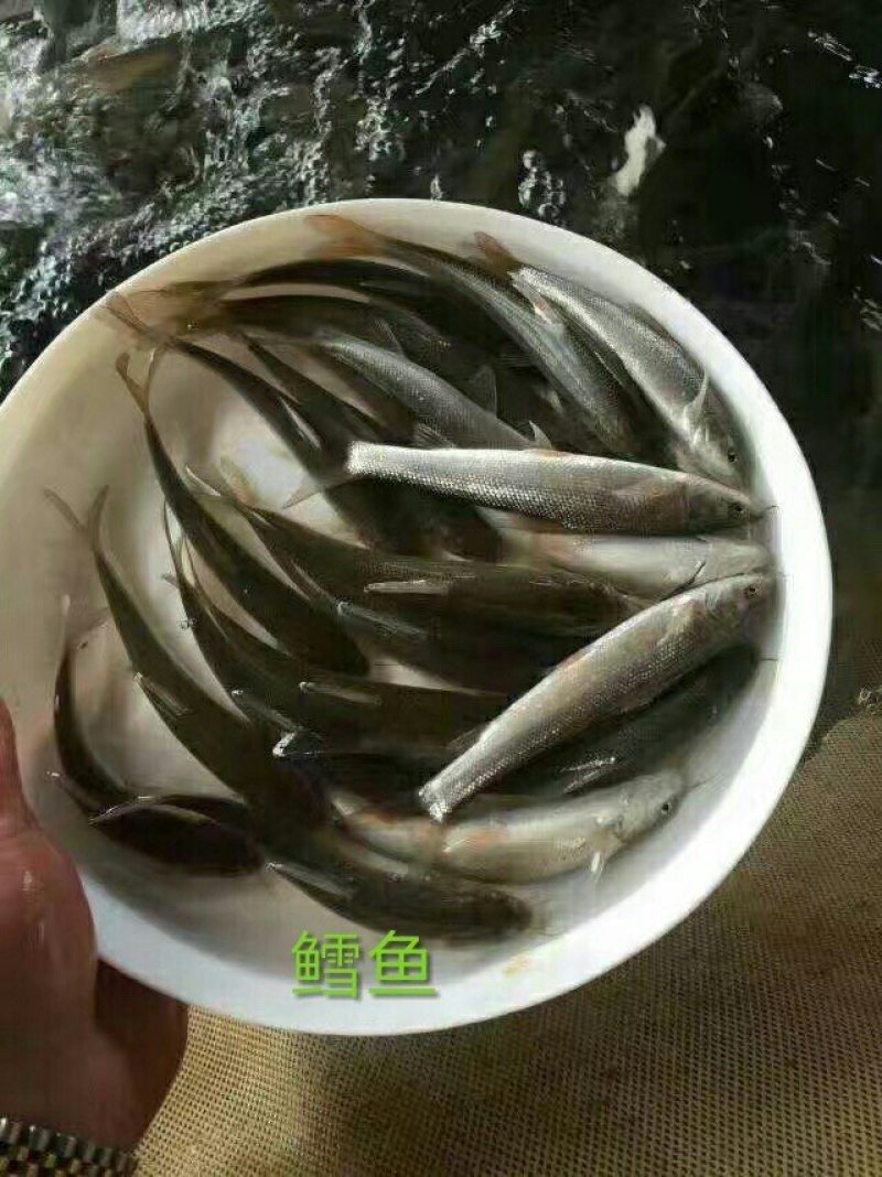 银鳕鱼大鳞鲃鱼场直供保证品质可送货上门量大从优